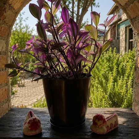 Affittacamere Forest House 3*